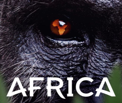 Close-up of the eye of a gorilla