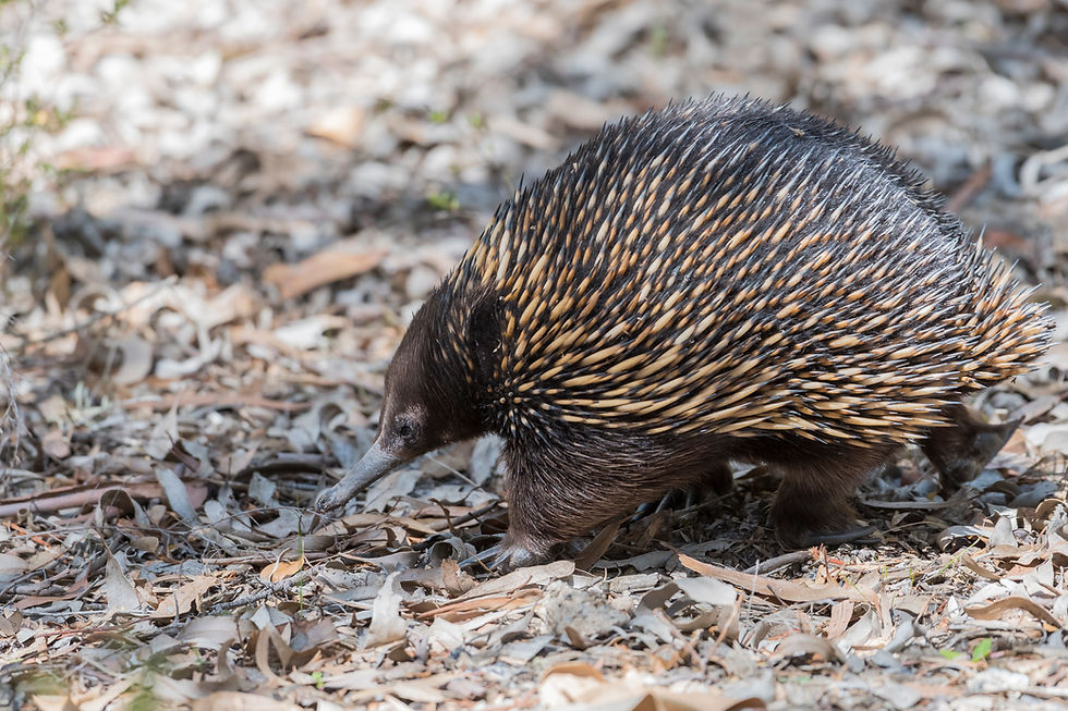 An echidna walking through dead leaves