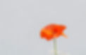 Bright red-orange poppy flower in front of grey background.