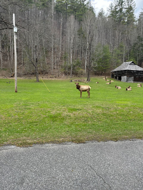 Elk at Cataloochee