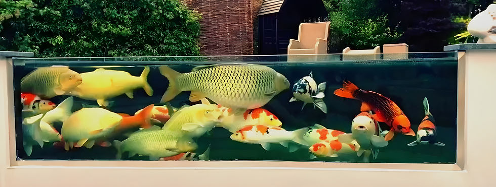 Pond Viewing Window