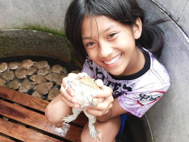 Frogs - a new source of family income