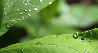 Dewdrops along a bright green leaf