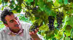 Is that a grape or sherrin?