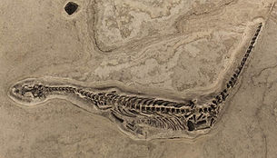 plesiosaurus.jpg