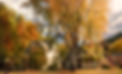 Street view of inn and Courthouse Cottage in full fall color
