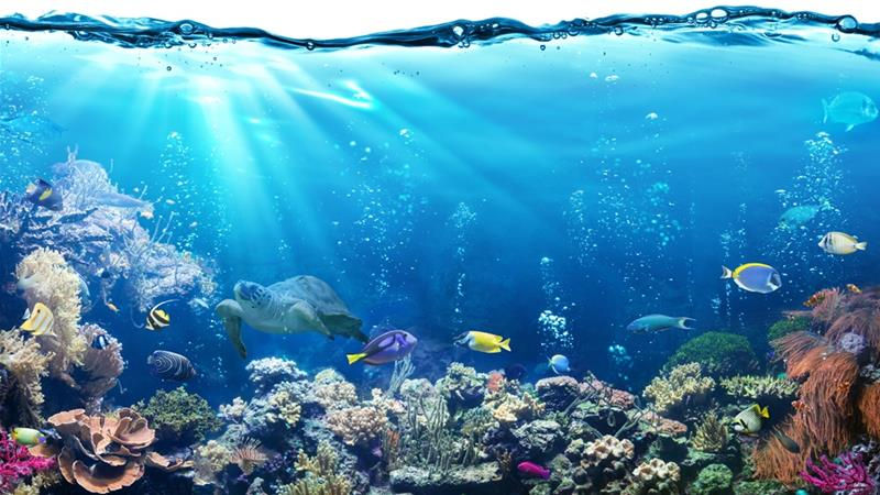 Under The Sea