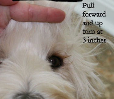 Grooming australian Labradoodle.