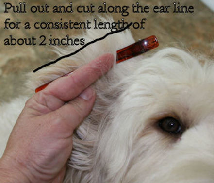 Australian Labradoodle Grooming