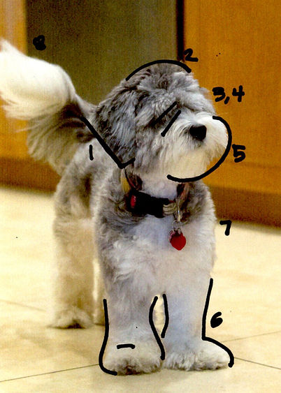 Grooming Labradoodle breed