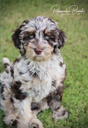 merle labradoodle