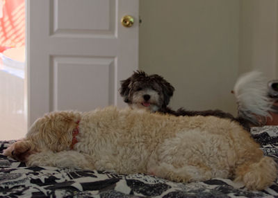 Toy Labradoodle Florida