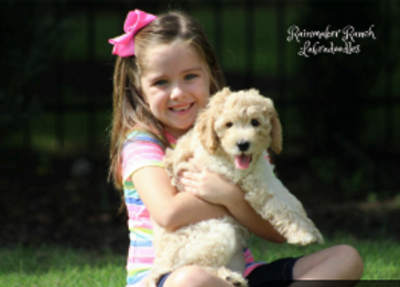 cream labradoodle