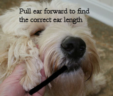 Labradoodle Breed Groomer