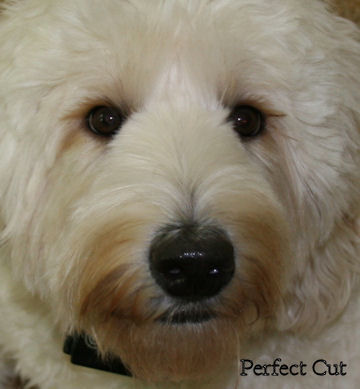 Grooming australian labradoodle breed