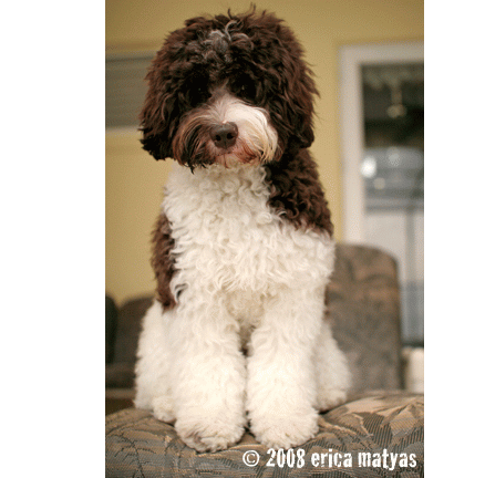 Australian Labradoodle 