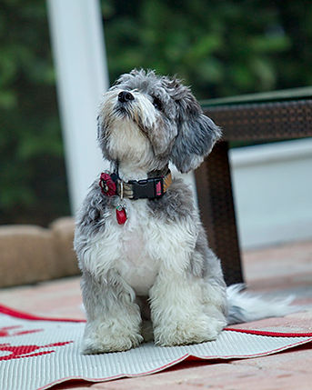 Standard Medium Labradoodles