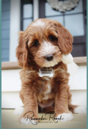 apricot labradoodle
