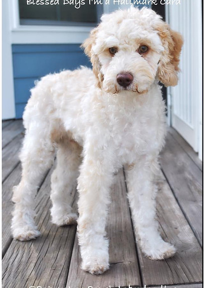 Cream Mini Labradoodle