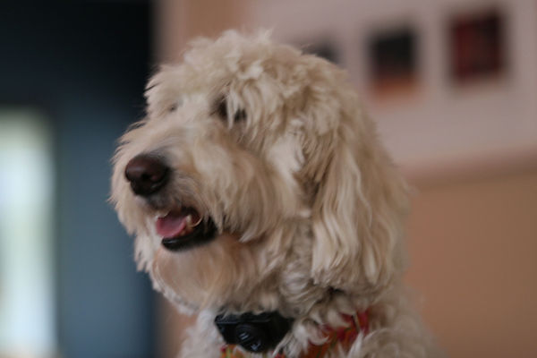 registered labradoodles near me