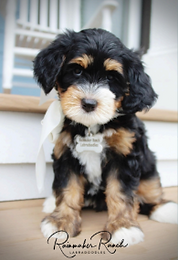 phantom labradoodle