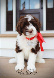 parti labradoodle