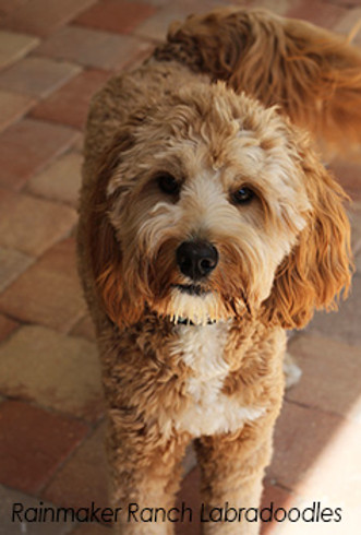 standard australian labradoodle