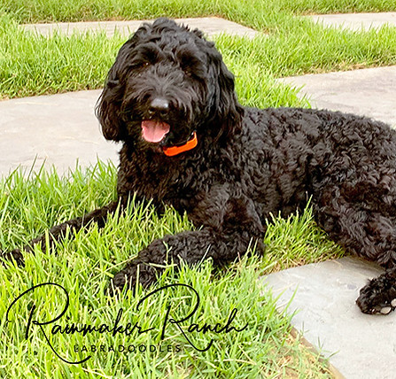 registered Labradoodle Memphis