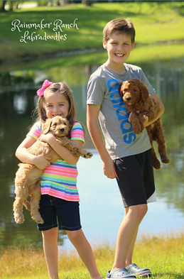 rainmaker ranch labradoodles
