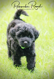 black silk labradoodle