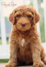 carmel labradoodle