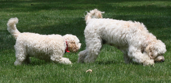Labradoodle breeder near me