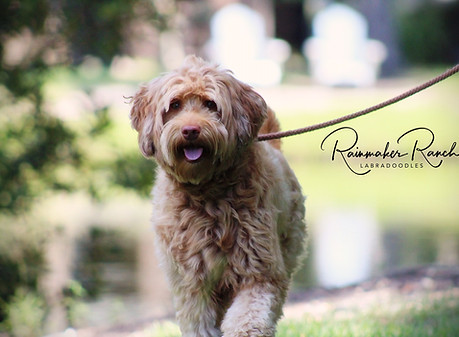 Apricot Australian Labradoodle