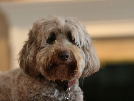 Australian Labradoodle breeder Louisiana