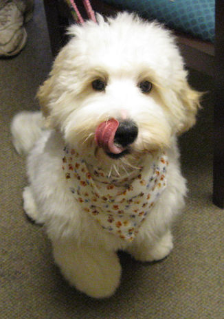 grooming labradoodle hair