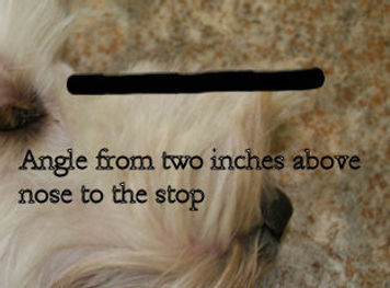 Labradoodler grooming guide