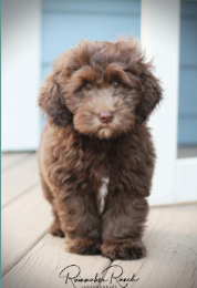 chocolate labradoodle