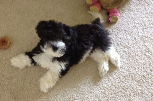 Toy Labradoodle breeder
