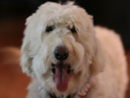 Rainmaker Ranch Labradoodles Alabama