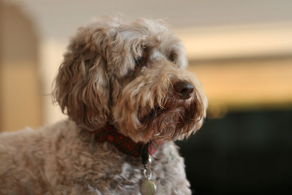 labradoodle breeder West Virginia