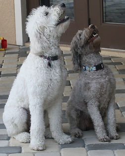 Standard Medium Labradoodles
