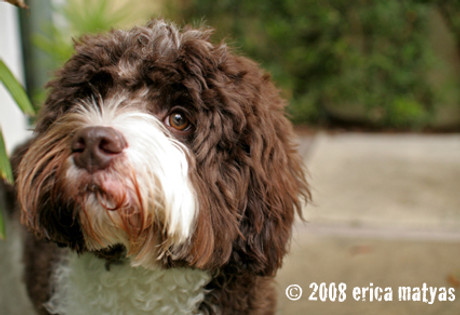 Standard Medium Labradoodles