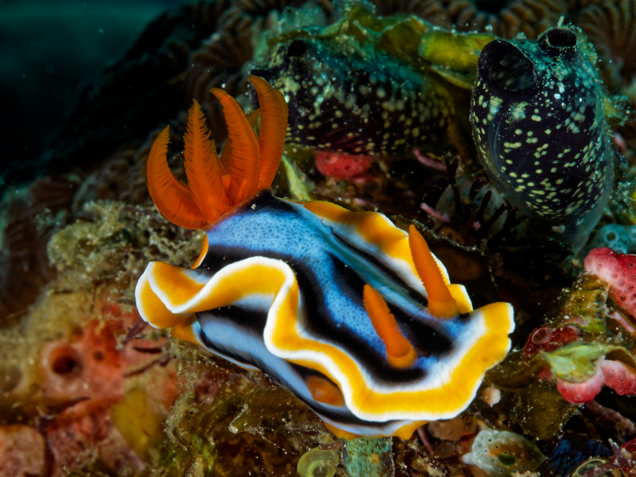 Colorful nudibranch photographed on a reef near Pili Beach