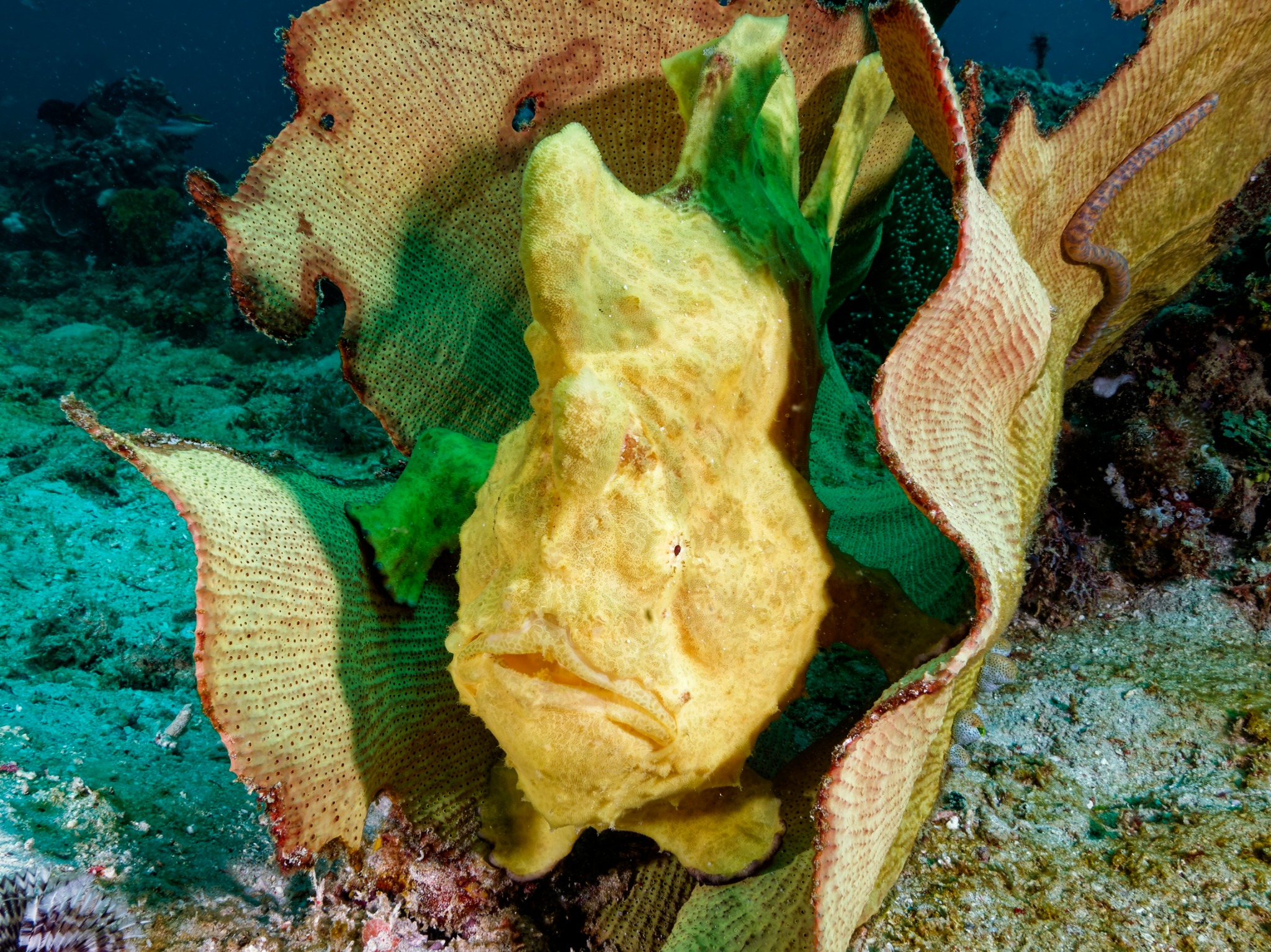 Frogfish camouflaged among reef growth