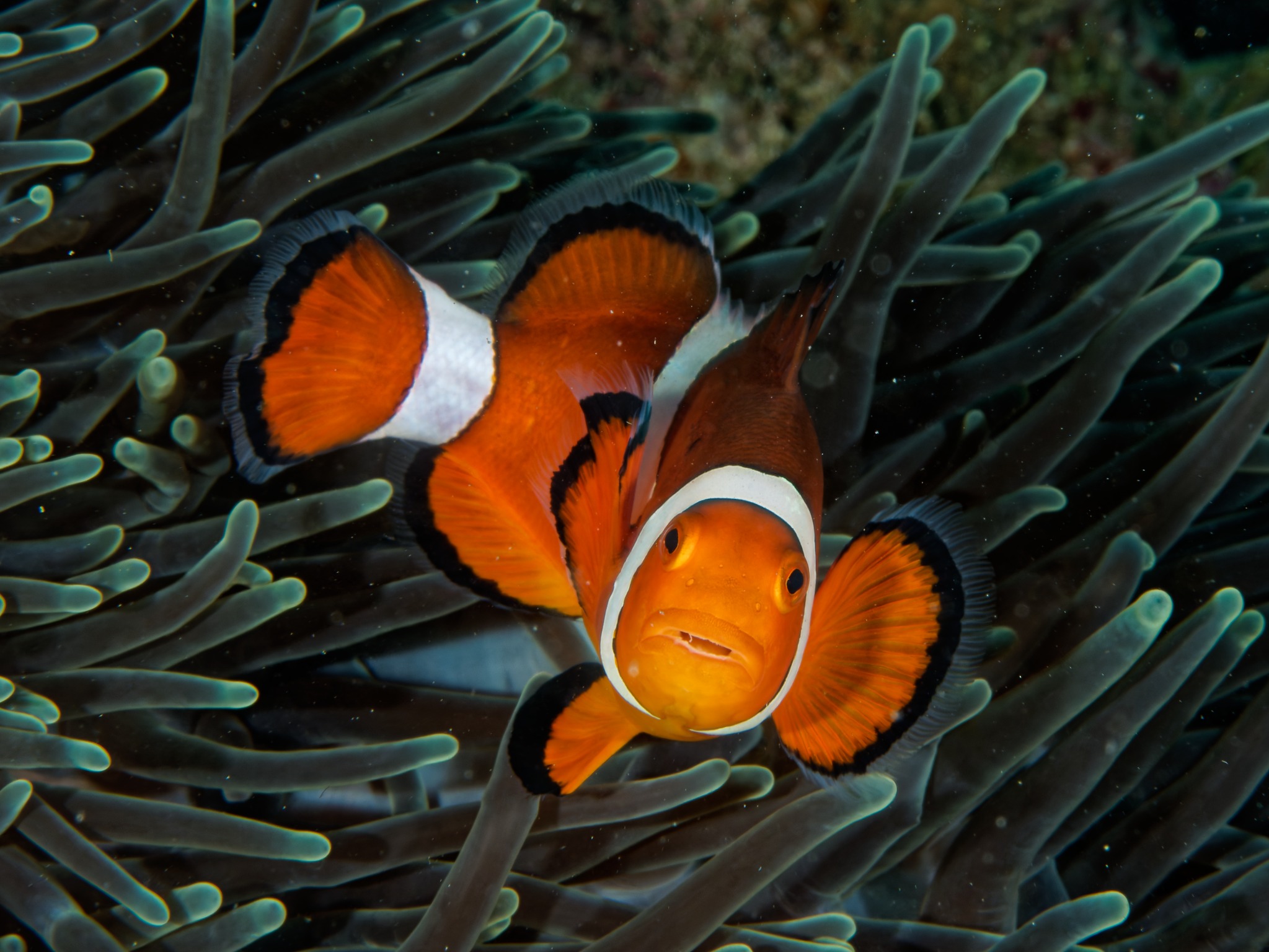 Clownfish resting in an anemone near Pili Beach