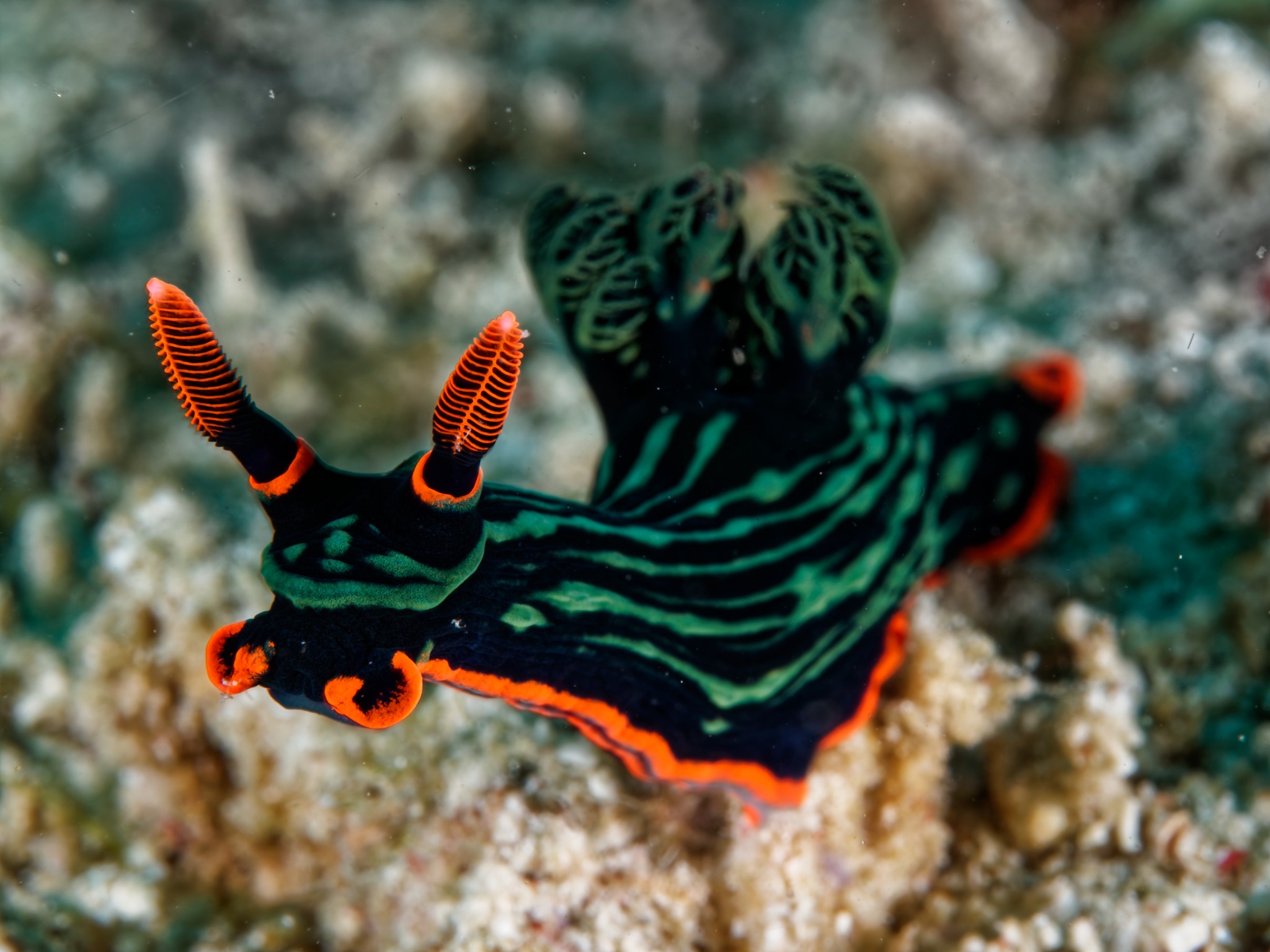 Black, green and orange nudibranch on the reef