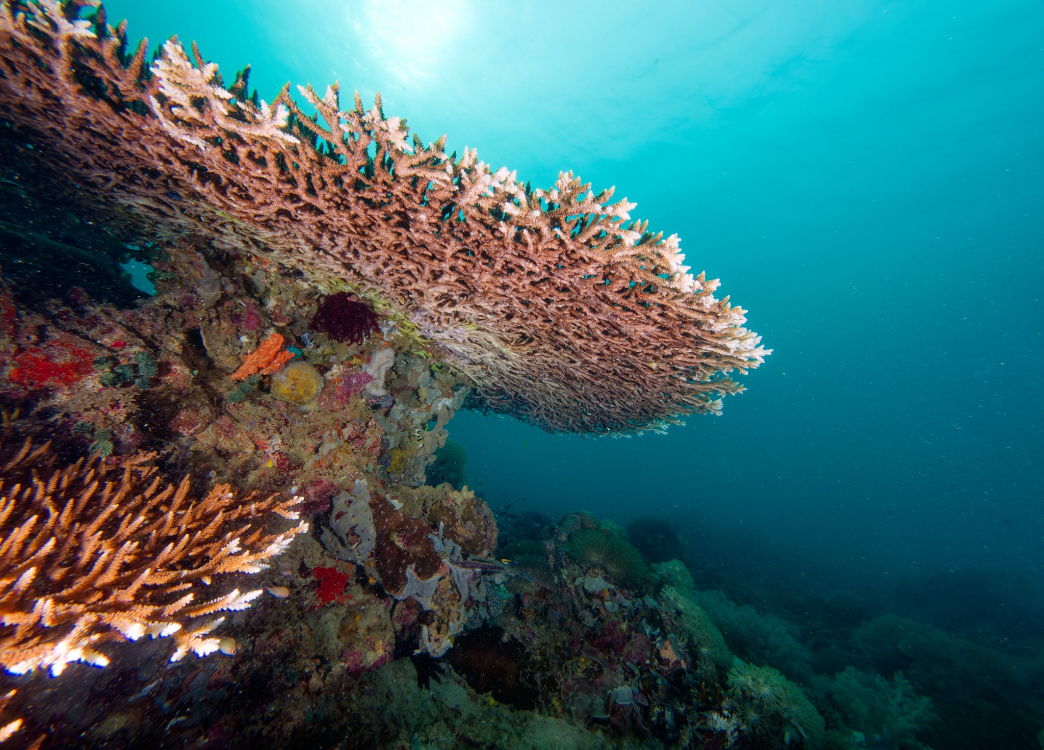 Healthy coral shelf underwater near Pili Beach