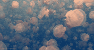 Coral Reef: Hawaii