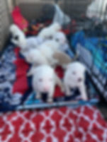 Hali and pups 2.jpeg