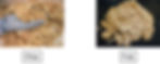 Split image comparing wood Chips and Pulp; gloved hand holds tan wood chips on left, rough beige pulp on black background on right.